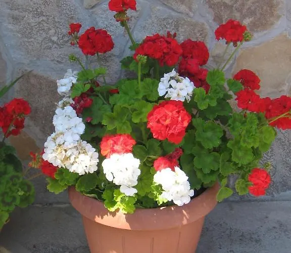 Kaiser * ヘーヴィーズ